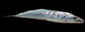 Atlantic cutlassfish