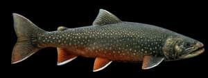 Arctic char