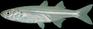 Atlantic Silverside