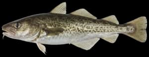 Atlantic tomcod