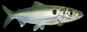 Alewife