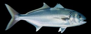 Bluefish