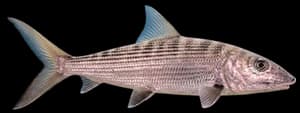 Bonefish