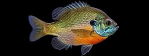 Bluegill