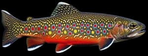 Brook trout