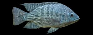 blue tilapia