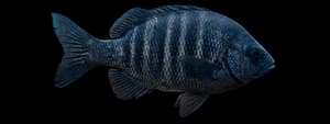 Black Perch
