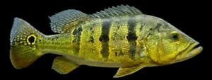 Butterfly peacock bass
