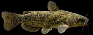 Brown bullhead
