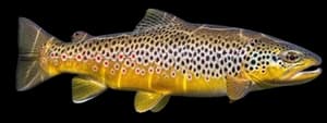 Brown trout