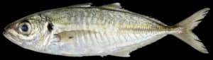 Bigeye Scad