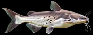 Channel catfish