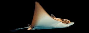 Cownose ray