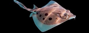 Clearnose skate