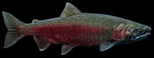 Coho salmon