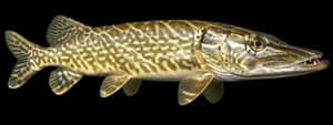 Chain Pickerel