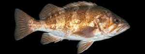 Copper Rockfish