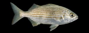 California salema