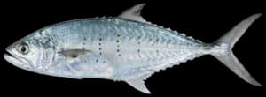 Doublespotted Queenfish