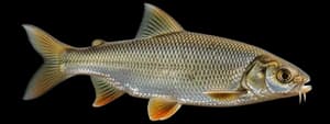 Fallfish