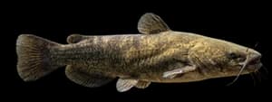 Flathead catfish