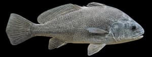 Freshwater drum