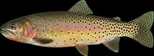 Greenback cutthroat trout