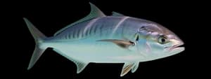 Gulf kingfish