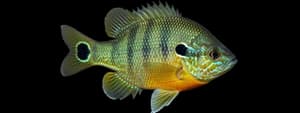 Green sunfish