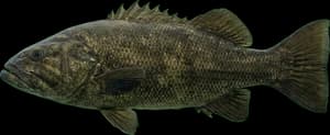 Giant sea bass