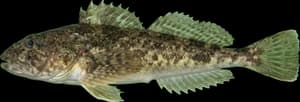 Great Sculpin