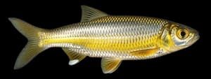 Golden shiner