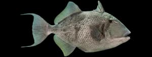 Gray triggerfish