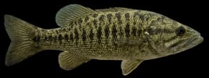 Guadalupe Bass