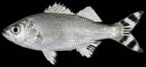 Hawaiian Flagtail