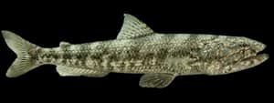 Inshore lizardfish