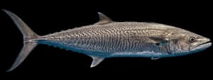 King mackerel