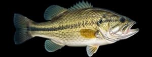 Largemouth bass