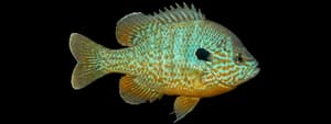 Longear sunfish