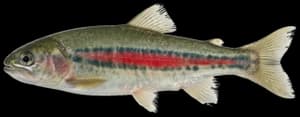 Lahontan redside