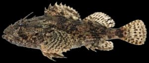 Longhorn sculpin