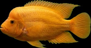 Midas Cichlid