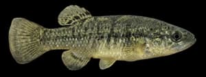Mummichog