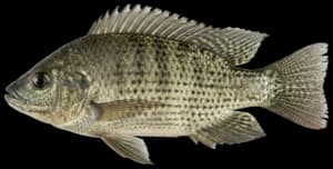 Mozambique Tilapia