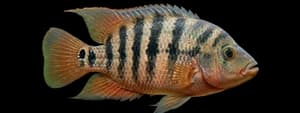 Mayan cichlid