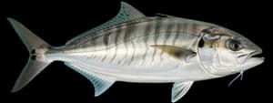 Northern kingfish