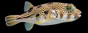 Northern puffer