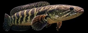 Northern Snakehead