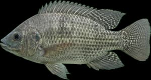 Nile Tilapia