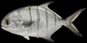 Palometa